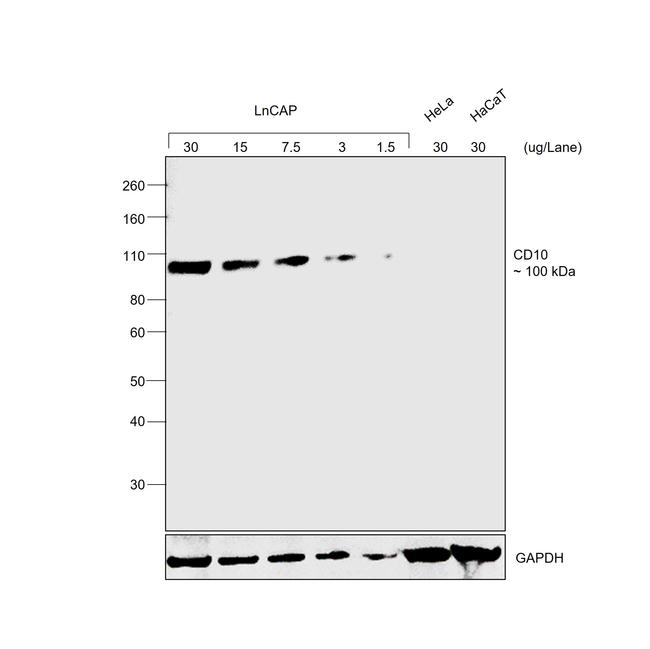 Goat IgG (H+L) Secondary Antibody in Western Blot (WB)