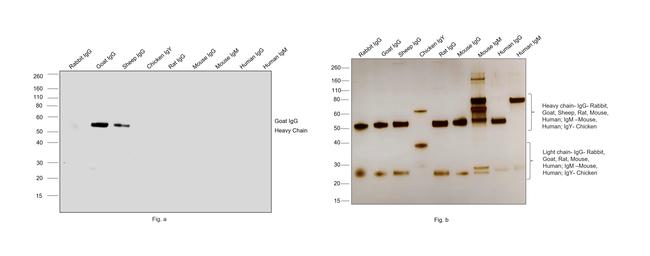 Goat IgG (H+L) Secondary Antibody in Western Blot (WB)