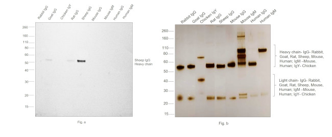 Sheep IgG (H+L) Secondary Antibody in Western Blot (WB)