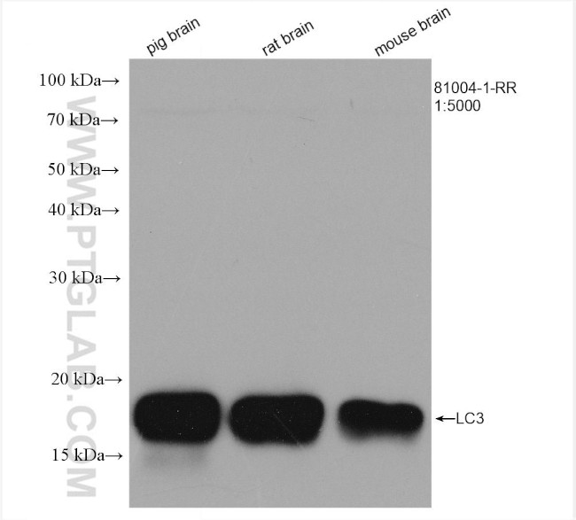 LC3 Antibody in Western Blot (WB)