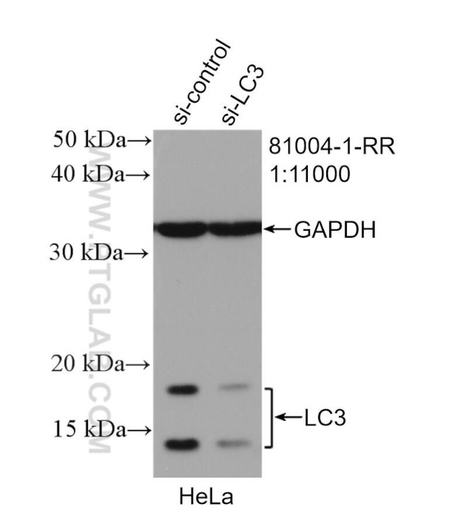 LC3 Antibody in Western Blot (WB)