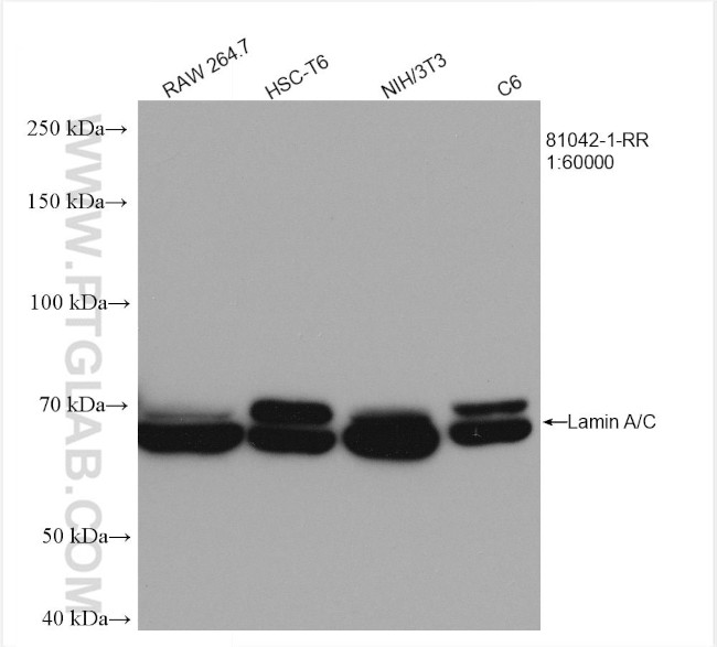 Lamin A/C Antibody in Western Blot (WB)