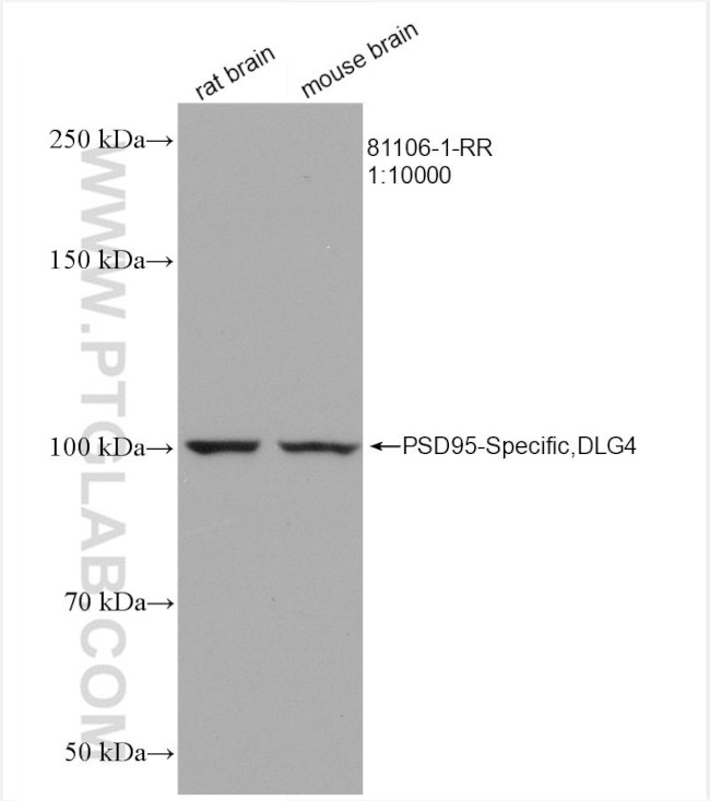 PSD95 Antibody in Western Blot (WB)