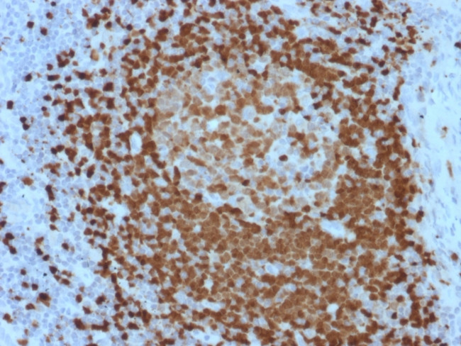 TCL1 Antibody in Immunohistochemistry (Paraffin) (IHC (P))