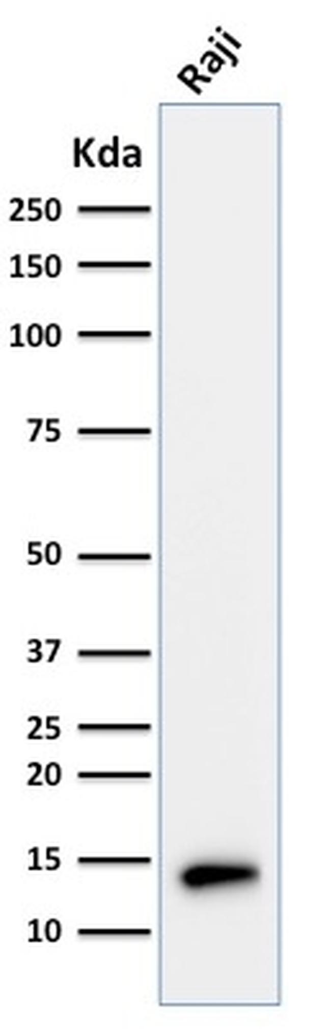 TCL1 Antibody in Western Blot (WB)