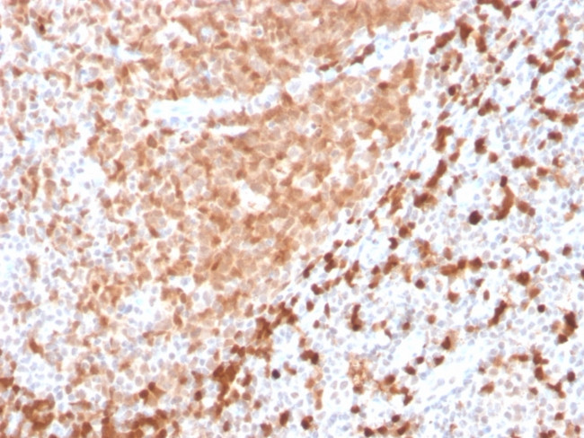 TCL1 Antibody in Immunohistochemistry (Paraffin) (IHC (P))