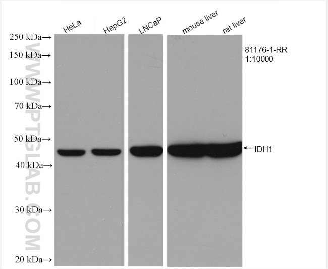 IDH1 Antibody in Western Blot (WB)