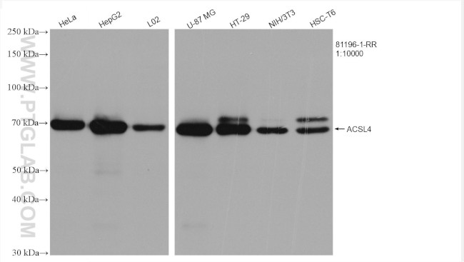 ACSL4 Antibody in Western Blot (WB)