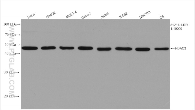 HDAC3 Antibody in Western Blot (WB)