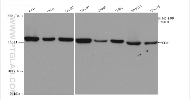 EEA1 Antibody in Western Blot (WB)