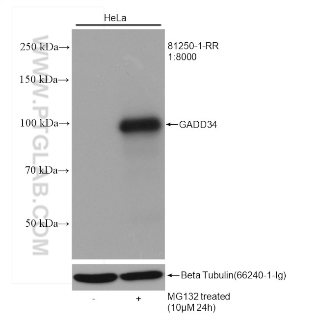 GADD34 Antibody in Western Blot (WB)