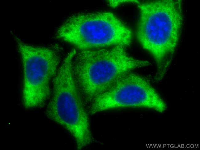 EEF1A1 Antibody in Immunocytochemistry (ICC/IF)