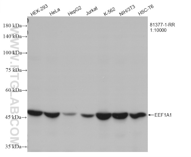 EEF1A1 Antibody in Western Blot (WB)