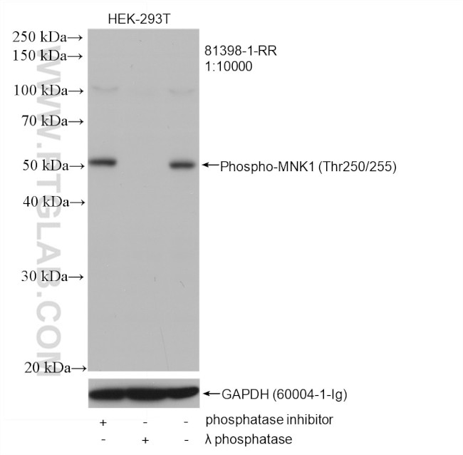 Phospho-MNK1 (Thr250, Thr255) Antibody in Western Blot (WB)