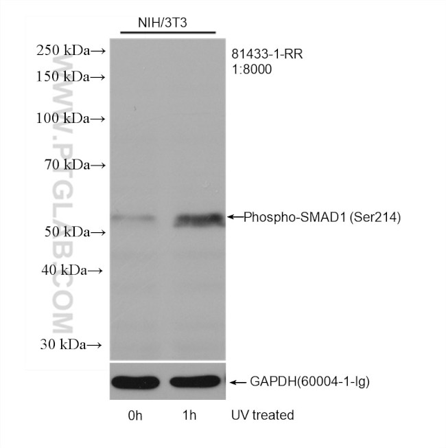 Phospho-SMAD1 (Ser214) Antibody in Western Blot (WB)