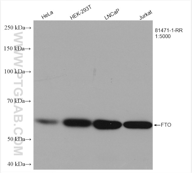 FTO Antibody in Western Blot (WB)