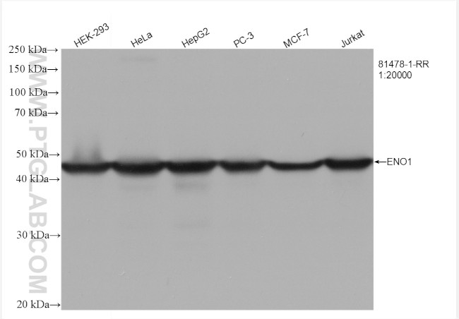 ENO1 Antibody in Western Blot (WB)