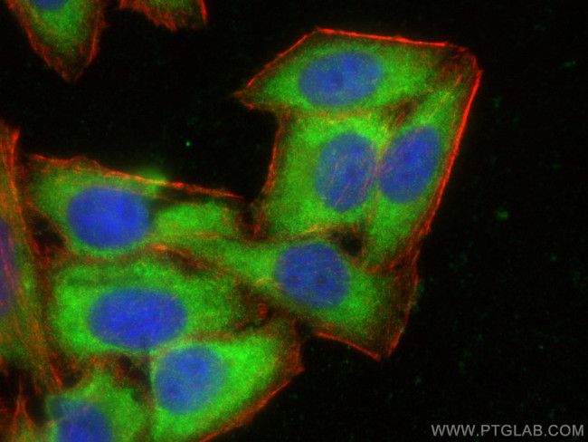 PSAT1 Antibody in Immunocytochemistry (ICC/IF)