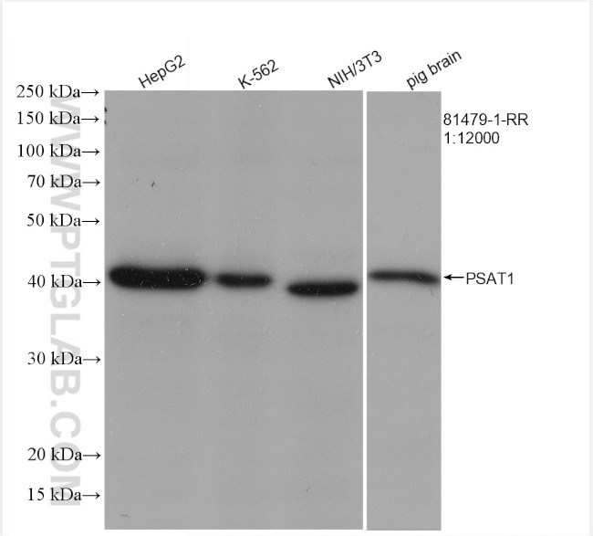 PSAT1 Antibody in Western Blot (WB)