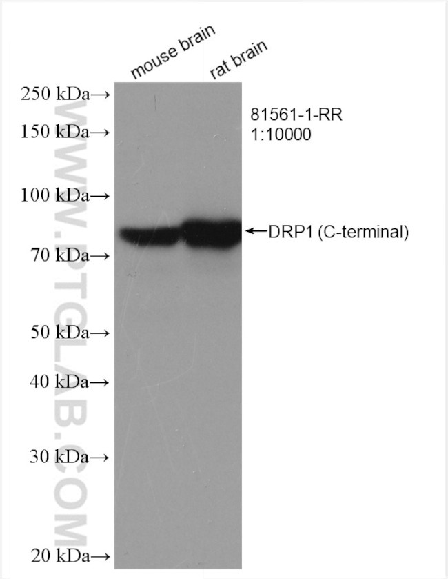 DRP1 Antibody in Western Blot (WB)