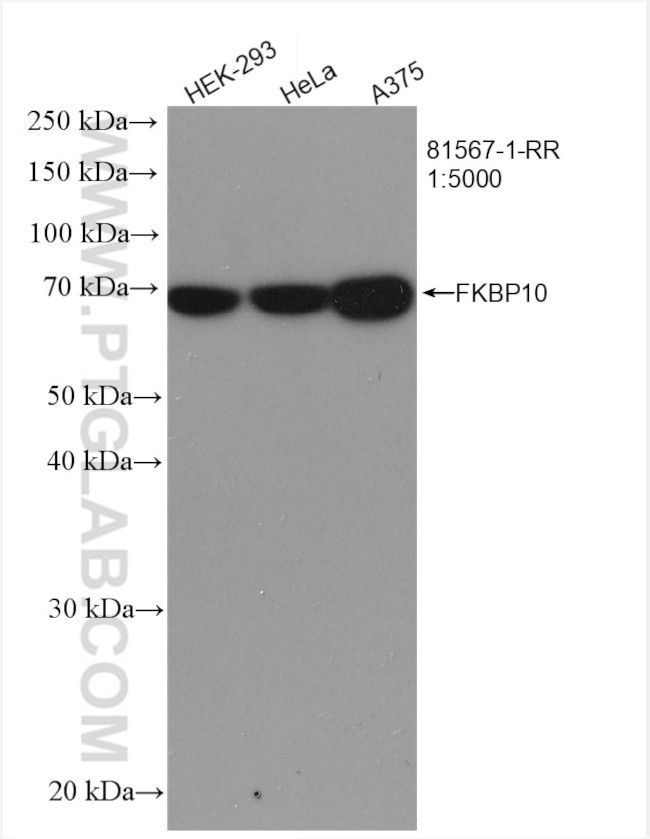 FKBP10/FKBP65 Antibody in Western Blot (WB)