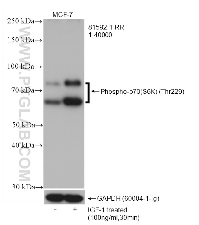 Phospho-p70 (S6K) (Thr229) Antibody in Western Blot (WB)