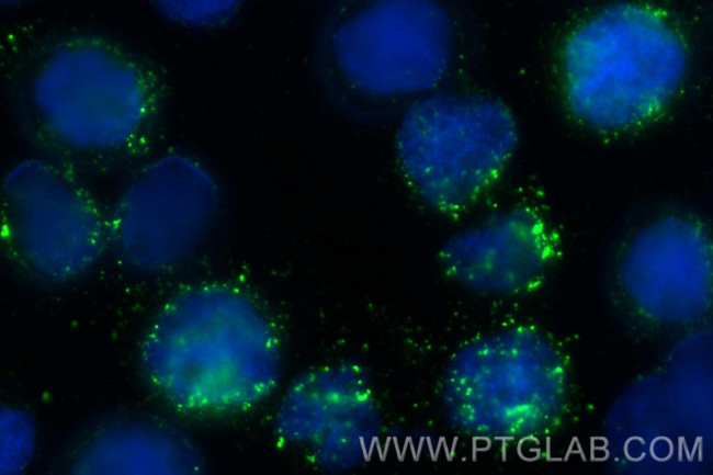 MPO Antibody in Immunocytochemistry (ICC/IF)