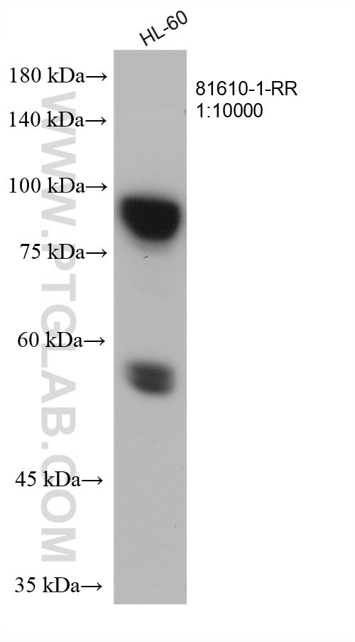 MPO Antibody in Western Blot (WB)