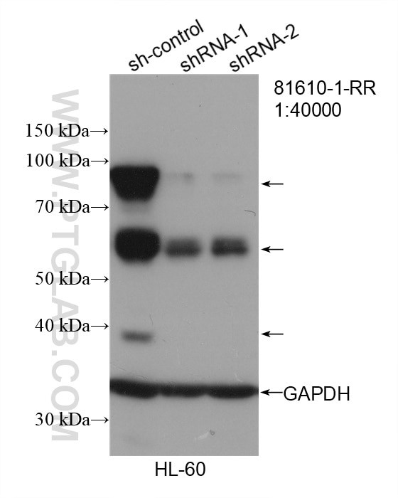 MPO Antibody in Western Blot (WB)