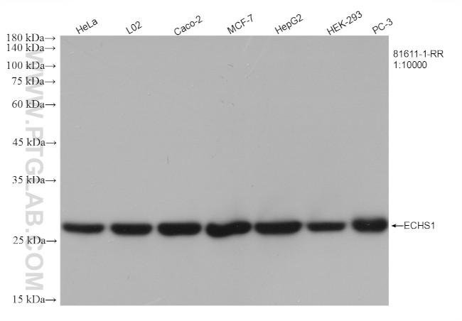 ECHS1 Antibody in Western Blot (WB)