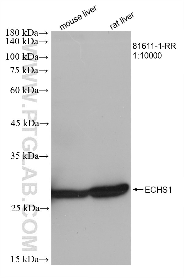 ECHS1 Antibody in Western Blot (WB)