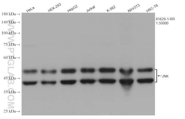 JNK Antibody in Western Blot (WB)