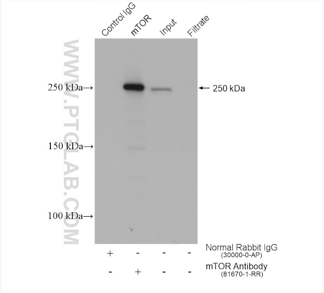 mTOR Antibody in Immunoprecipitation (IP)