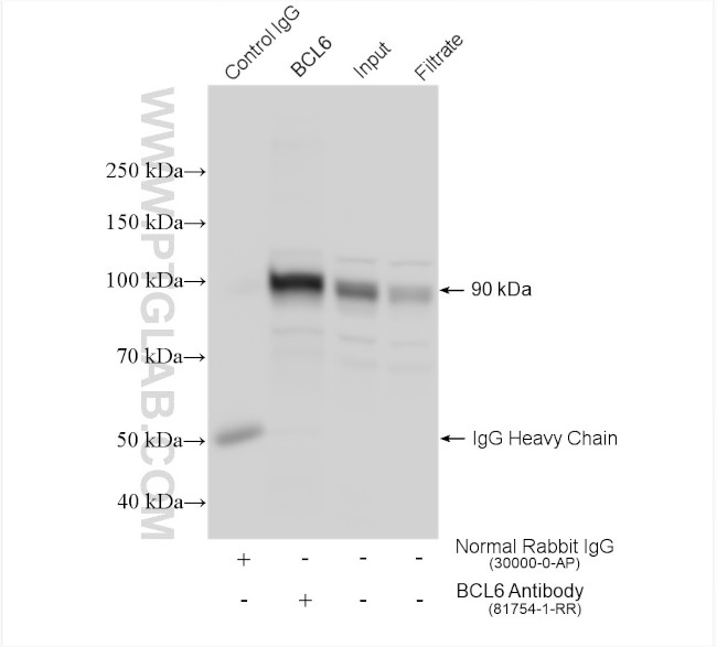 BCL6 Antibody in Immunoprecipitation (IP)