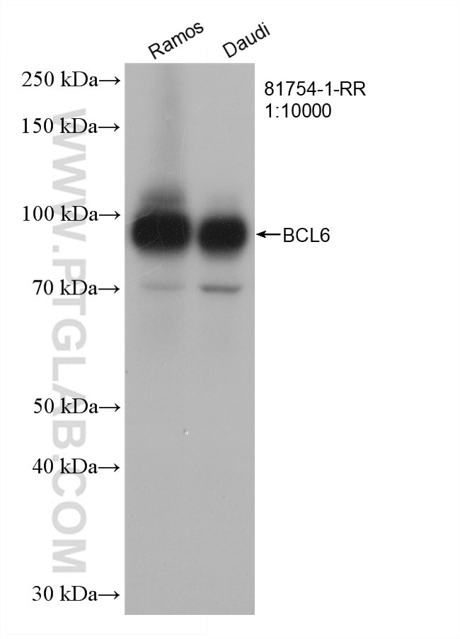 BCL6 Antibody in Western Blot (WB)