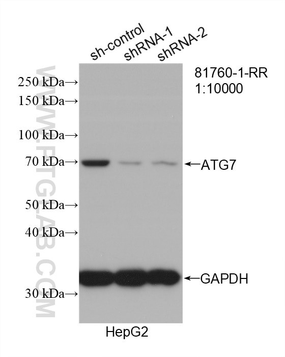 ATG7 Antibody in Western Blot (WB)