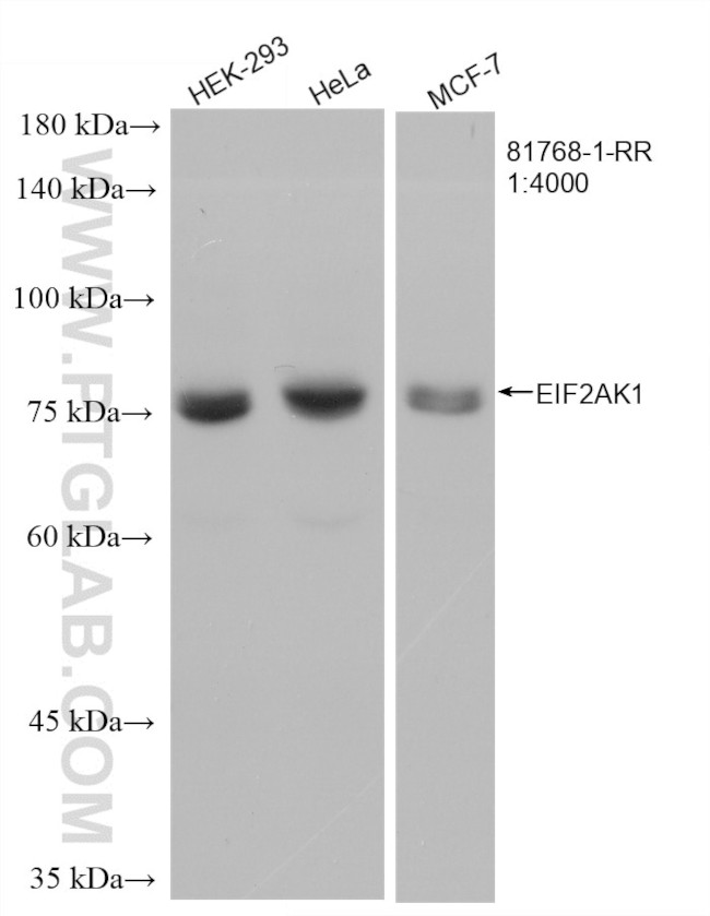 EIF2AK1 Antibody in Western Blot (WB)