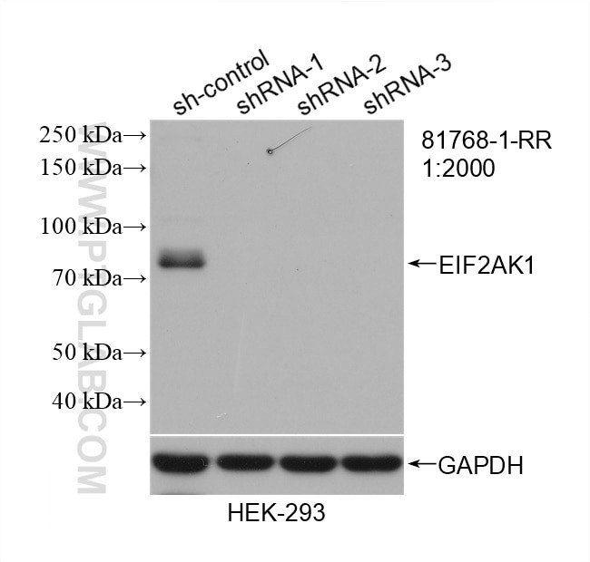 EIF2AK1 Antibody in Western Blot (WB)