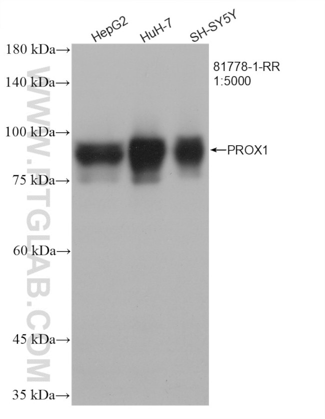 PROX1 Antibody in Western Blot (WB)