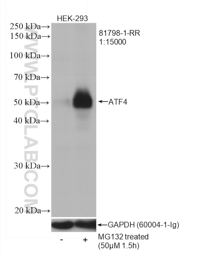 ATF4 Antibody in Western Blot (WB)