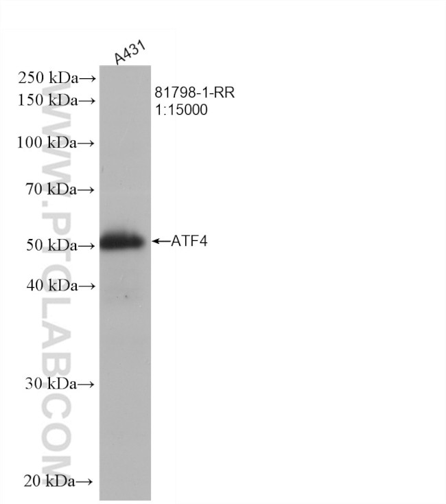 ATF4 Antibody in Western Blot (WB)