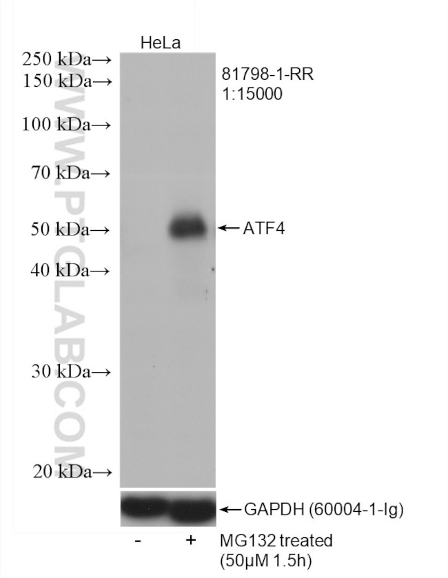 ATF4 Antibody in Western Blot (WB)