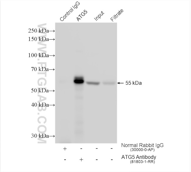 ATG5 Antibody in Immunoprecipitation (IP)
