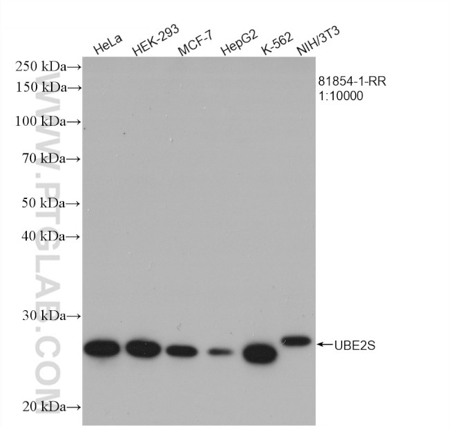 UBE2S Antibody in Western Blot (WB)