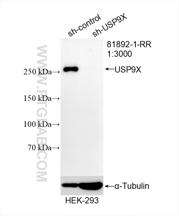 USP9X Antibody in Western Blot (WB)