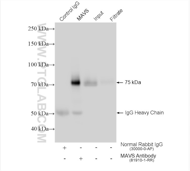 MAVS/VISA Antibody in Immunoprecipitation (IP)