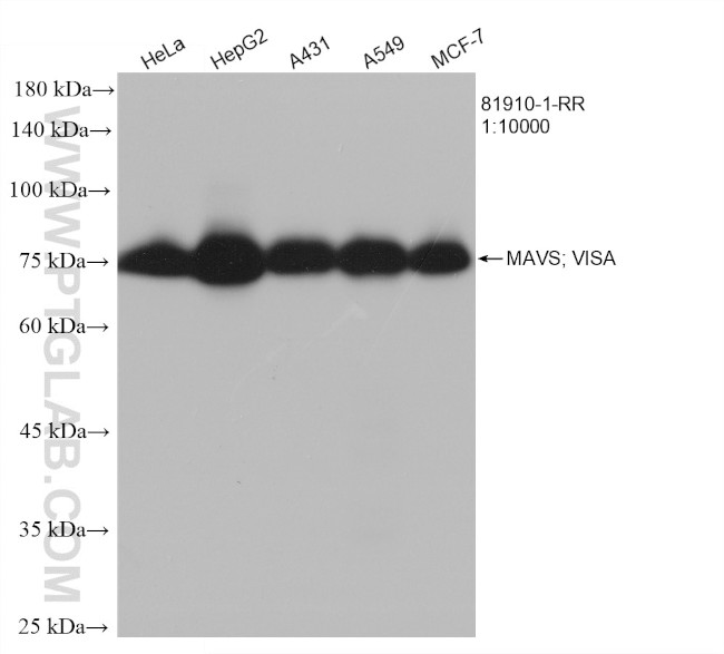 MAVS/VISA Antibody in Western Blot (WB)