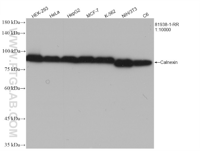 Calnexin Antibody in Western Blot (WB)