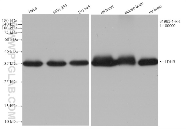 LDHB Antibody in Western Blot (WB)