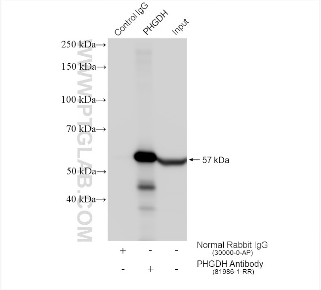 PHGDH Antibody in Immunoprecipitation (IP)